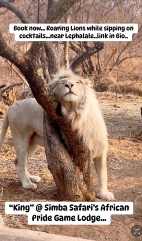 The Lion House